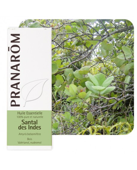 Pranarom Óleo Essencial Sandalo Album 5mL